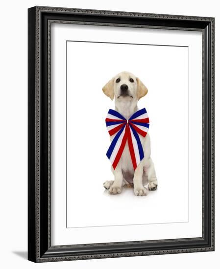 Lab Puppy Wearing Patriotic Bow Tie-Lew Robertson-Framed Photographic Print