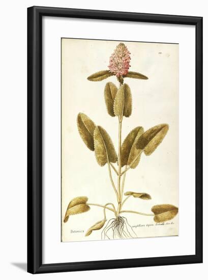 Labiatae or Lamiaceae-null-Framed Giclee Print