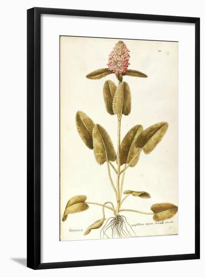 Labiatae or Lamiaceae-null-Framed Giclee Print