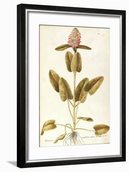 Labiatae or Lamiaceae-null-Framed Giclee Print