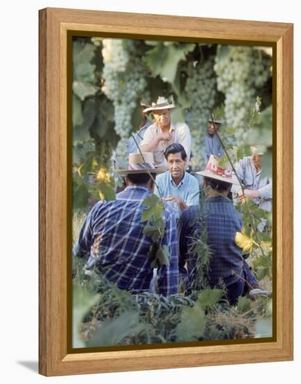 Labor Activist Cesar Chavez Talking in Field with Grape Pickers of United Farm Workers Union-Arthur Schatz-Framed Premier Image Canvas