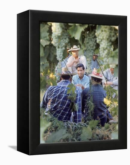 Labor Activist Cesar Chavez Talking in Field with Grape Pickers of United Farm Workers Union-Arthur Schatz-Framed Premier Image Canvas