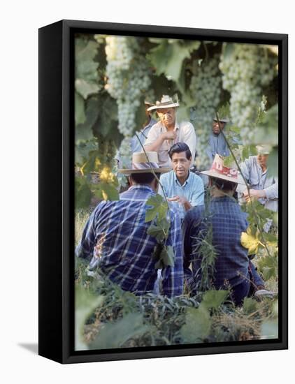 Labor Activist Cesar Chavez Talking in Field with Grape Pickers of United Farm Workers Union-Arthur Schatz-Framed Premier Image Canvas
