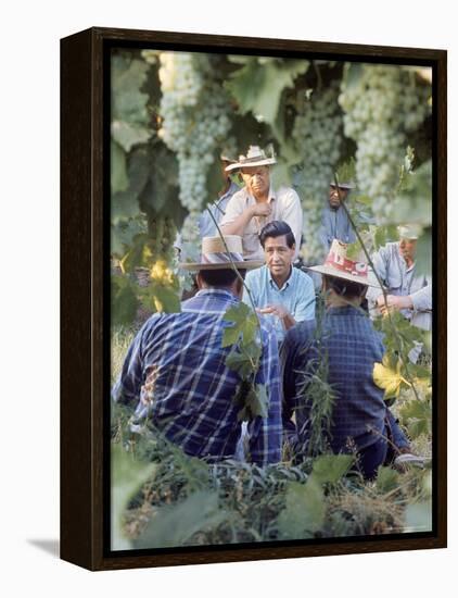 Labor Activist Cesar Chavez Talking in Field with Grape Pickers of United Farm Workers Union-Arthur Schatz-Framed Premier Image Canvas