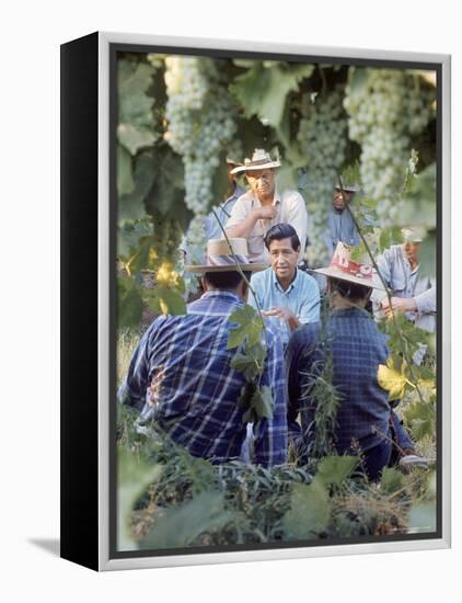 Labor Activist Cesar Chavez Talking in Field with Grape Pickers of United Farm Workers Union-Arthur Schatz-Framed Premier Image Canvas