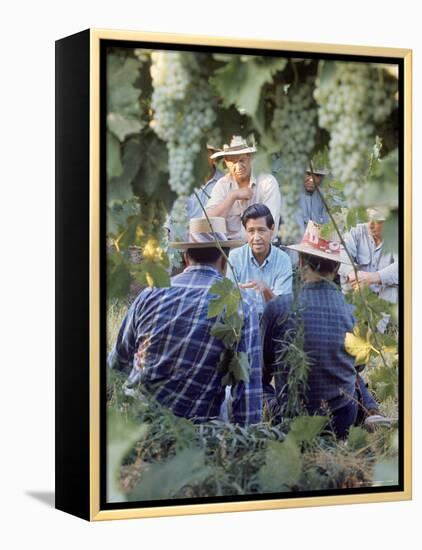 Labor Activist Cesar Chavez Talking in Field with Grape Pickers of United Farm Workers Union-Arthur Schatz-Framed Premier Image Canvas