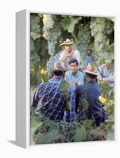 Labor Activist Cesar Chavez Talking in Field with Grape Pickers of United Farm Workers Union-Arthur Schatz-Framed Premier Image Canvas