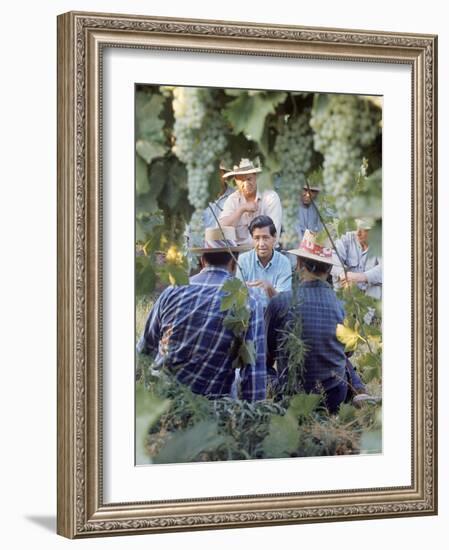 Labor Activist Cesar Chavez Talking in Field with Grape Pickers of United Farm Workers Union-Arthur Schatz-Framed Premium Photographic Print