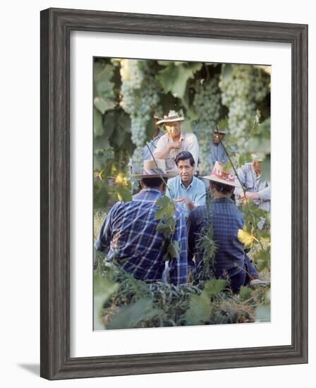 Labor Activist Cesar Chavez Talking in Field with Grape Pickers of United Farm Workers Union-Arthur Schatz-Framed Premium Photographic Print