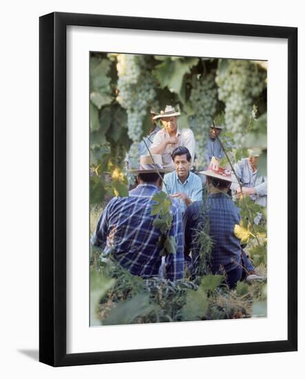 Labor Activist Cesar Chavez Talking in Field with Grape Pickers of United Farm Workers Union-Arthur Schatz-Framed Premium Photographic Print