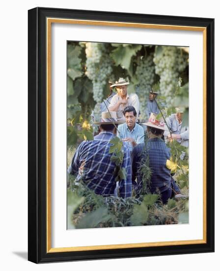 Labor Activist Cesar Chavez Talking in Field with Grape Pickers of United Farm Workers Union-Arthur Schatz-Framed Premium Photographic Print