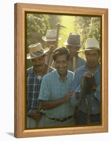 Labor Activist Cesar Chavez Talking in Field with Grape Pickers of United Farm Workers Union-Arthur Schatz-Framed Premier Image Canvas