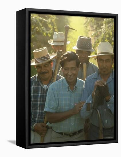 Labor Activist Cesar Chavez Talking in Field with Grape Pickers of United Farm Workers Union-Arthur Schatz-Framed Premier Image Canvas