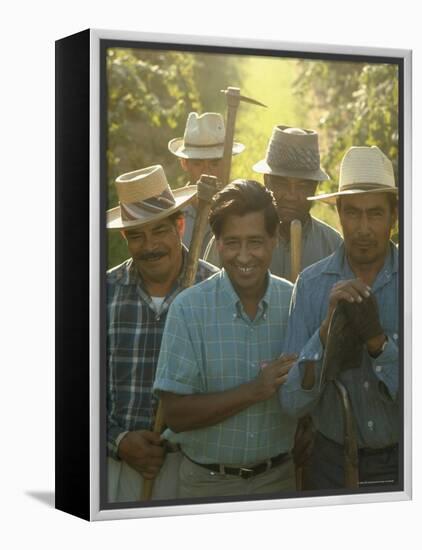 Labor Activist Cesar Chavez Talking in Field with Grape Pickers of United Farm Workers Union-Arthur Schatz-Framed Premier Image Canvas