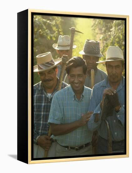 Labor Activist Cesar Chavez Talking in Field with Grape Pickers of United Farm Workers Union-Arthur Schatz-Framed Premier Image Canvas