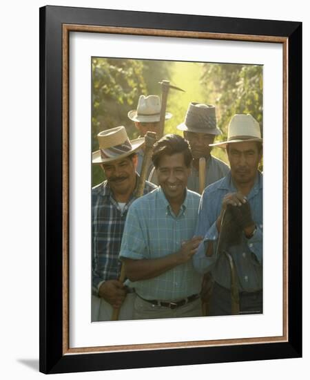 Labor Activist Cesar Chavez Talking in Field with Grape Pickers of United Farm Workers Union-Arthur Schatz-Framed Premium Photographic Print