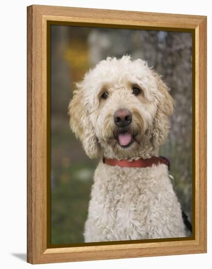 Labradoodle, Reading, Massachusetts, New England, Usa-Jim Engelbrecht-Framed Premier Image Canvas