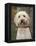 Labradoodle, Reading, Massachusetts, New England, Usa-Jim Engelbrecht-Framed Premier Image Canvas