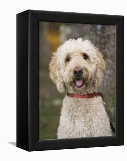 Labradoodle, Reading, Massachusetts, New England, Usa-Jim Engelbrecht-Framed Premier Image Canvas