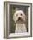 Labradoodle, Reading, Massachusetts, New England, Usa-Jim Engelbrecht-Framed Photographic Print