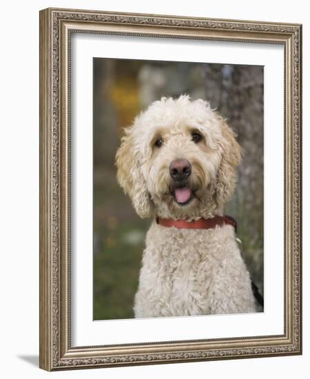 Labradoodle, Reading, Massachusetts, New England, Usa-Jim Engelbrecht-Framed Photographic Print