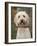 Labradoodle, Reading, Massachusetts, New England, Usa-Jim Engelbrecht-Framed Photographic Print