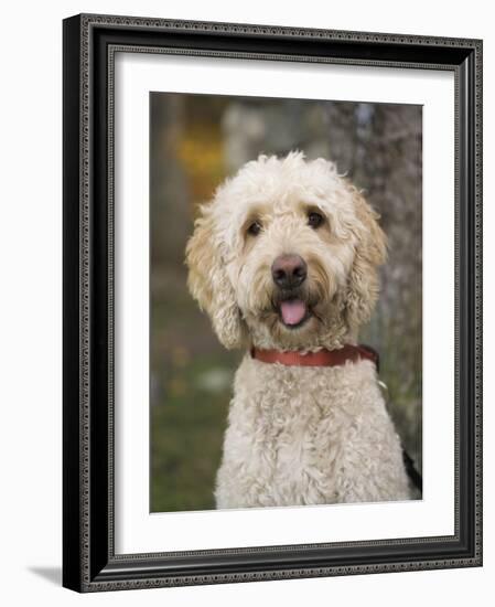 Labradoodle, Reading, Massachusetts, New England, Usa-Jim Engelbrecht-Framed Photographic Print