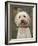 Labradoodle, Reading, Massachusetts, New England, Usa-Jim Engelbrecht-Framed Photographic Print