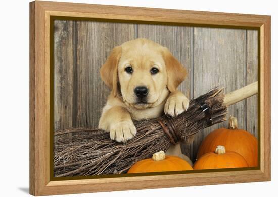 Labrador (8 Week Old Pup) with Broom and Pumpkins-null-Framed Premier Image Canvas