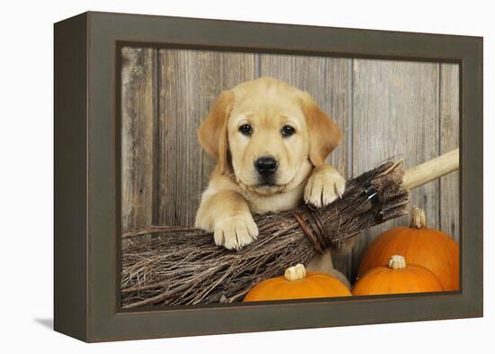 Labrador (8 Week Old Pup) with Broom and Pumpkins-null-Framed Premier Image Canvas