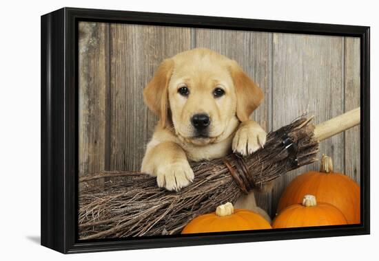 Labrador (8 Week Old Pup) with Broom and Pumpkins-null-Framed Premier Image Canvas