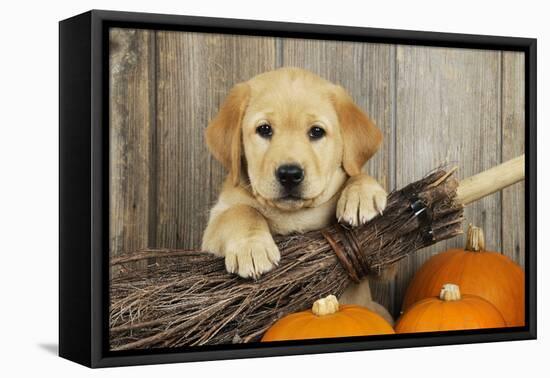 Labrador (8 Week Old Pup) with Broom and Pumpkins-null-Framed Premier Image Canvas