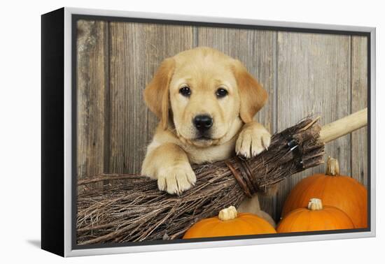 Labrador (8 Week Old Pup) with Broom and Pumpkins-null-Framed Premier Image Canvas