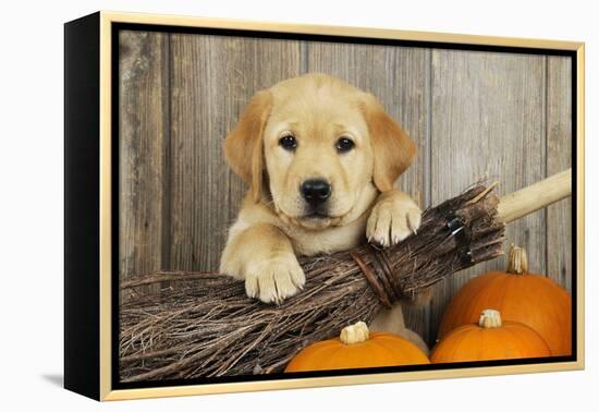 Labrador (8 Week Old Pup) with Broom and Pumpkins-null-Framed Premier Image Canvas