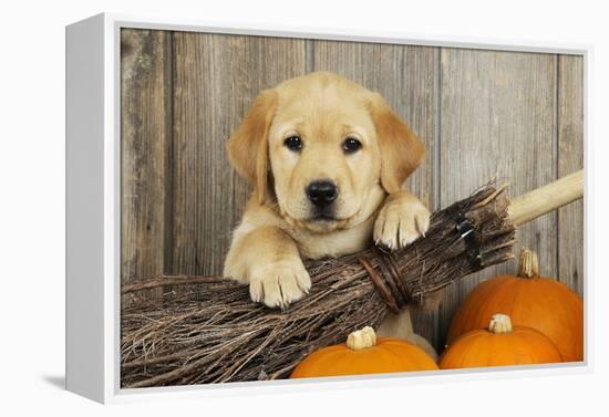 Labrador (8 Week Old Pup) with Broom and Pumpkins-null-Framed Premier Image Canvas