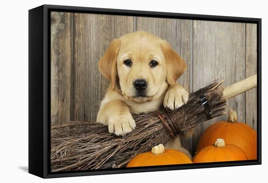 Labrador (8 Week Old Pup) with Broom and Pumpkins-null-Framed Premier Image Canvas