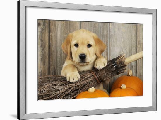 Labrador (8 Week Old Pup) with Broom and Pumpkins-null-Framed Photographic Print