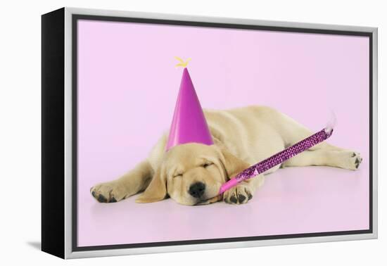 Labrador (8 Week Old Pup) with Party Hat-null-Framed Premier Image Canvas