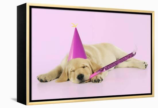Labrador (8 Week Old Pup) with Party Hat-null-Framed Premier Image Canvas