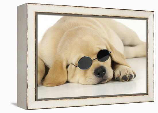 Labrador (8 Week Old Pup) with Round Sunglasses-null-Framed Premier Image Canvas