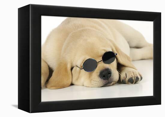 Labrador (8 Week Old Pup) with Round Sunglasses-null-Framed Premier Image Canvas