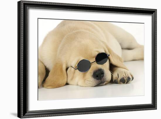 Labrador (8 Week Old Pup) with Round Sunglasses-null-Framed Photographic Print