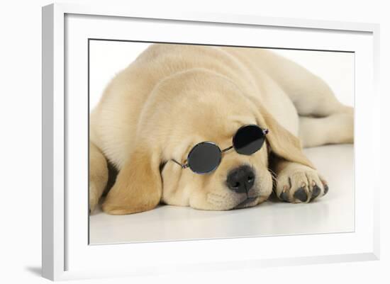 Labrador (8 Week Old Pup) with Round Sunglasses-null-Framed Photographic Print