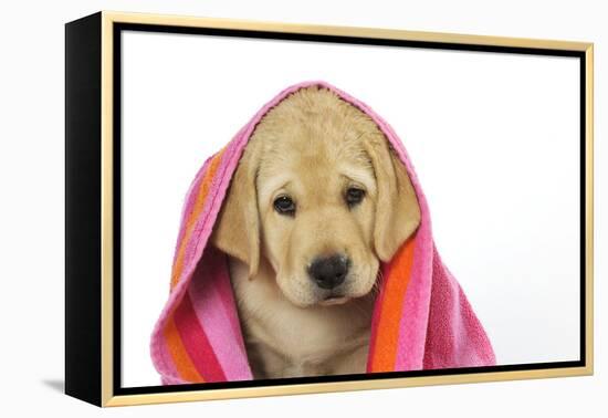 Labrador (8 Week Old Pup) with Towel-null-Framed Premier Image Canvas