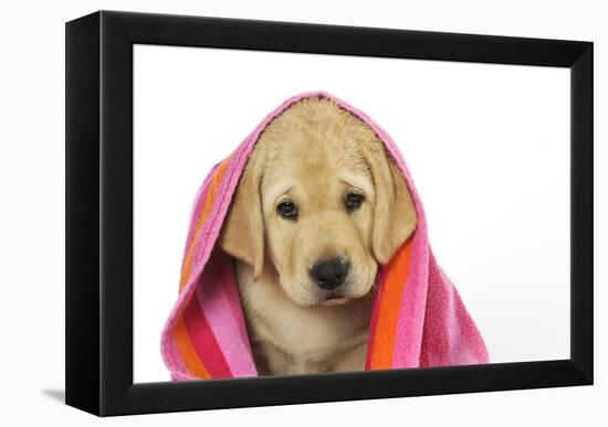 Labrador (8 Week Old Pup) with Towel-null-Framed Premier Image Canvas