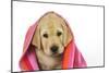 Labrador (8 Week Old Pup) with Towel-null-Mounted Photographic Print