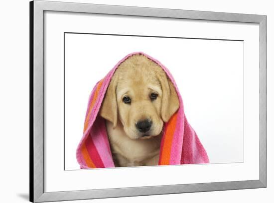 Labrador (8 Week Old Pup) with Towel-null-Framed Photographic Print