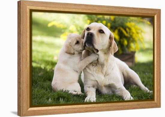 Labrador Adult with Puppy-null-Framed Premier Image Canvas