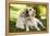 Labrador Adult with Puppy-null-Framed Premier Image Canvas