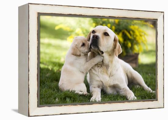 Labrador Adult with Puppy-null-Framed Premier Image Canvas